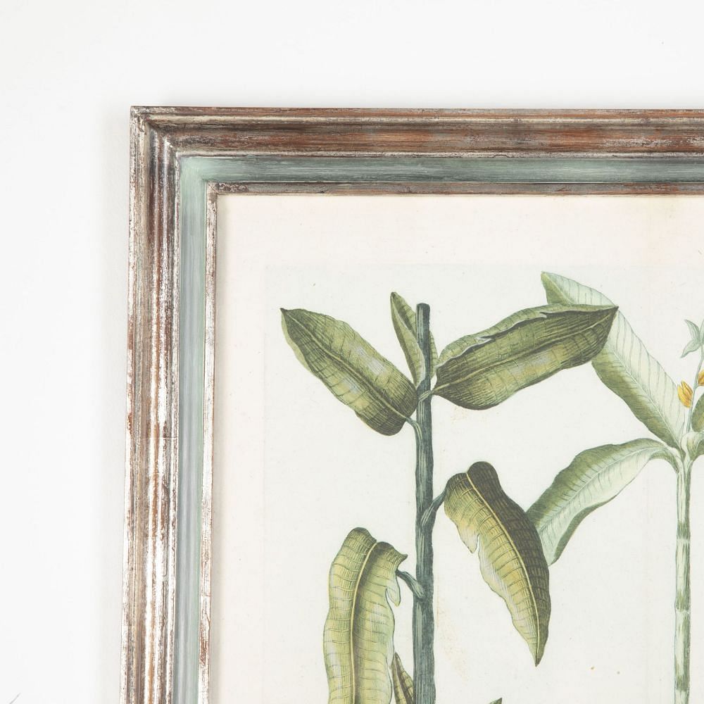 18th Century Weinmann Botanical Engraving Of A Banana Tree WD7633493