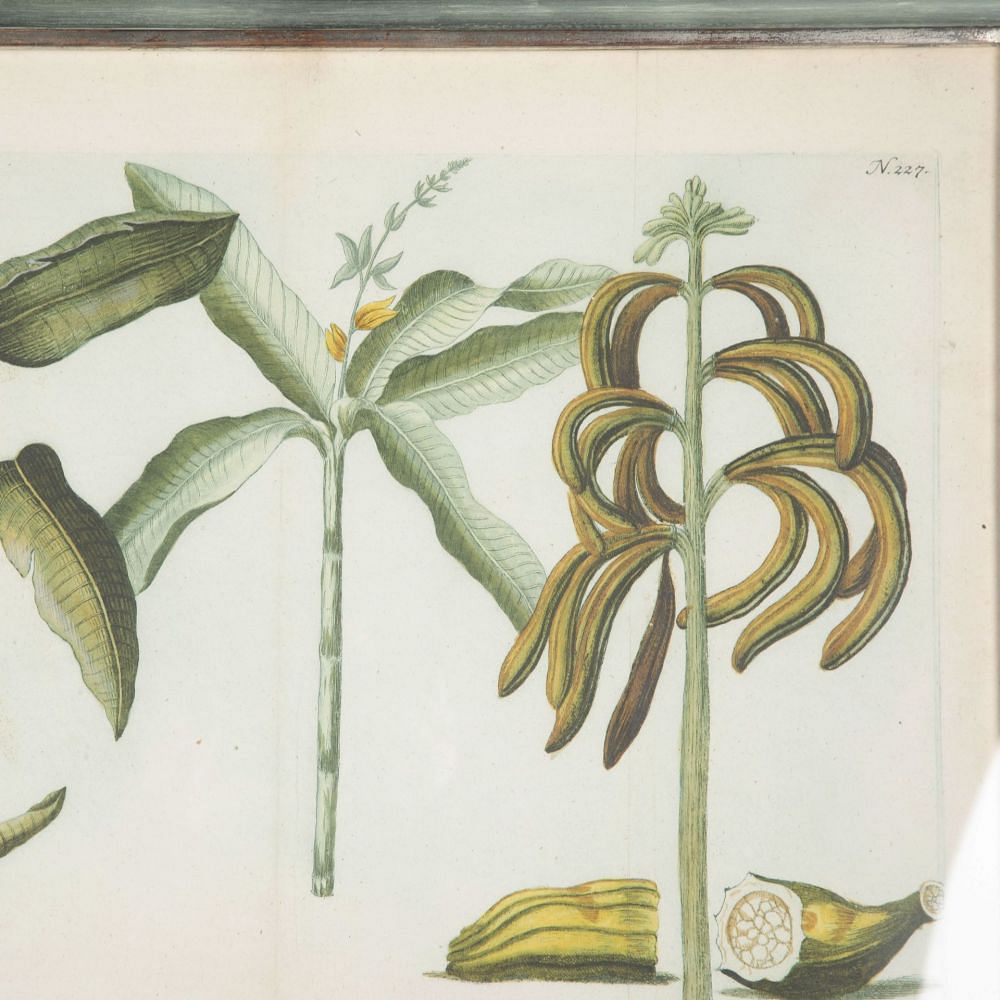 18th Century Weinmann Botanical Engraving Of A Banana Tree WD7633493
