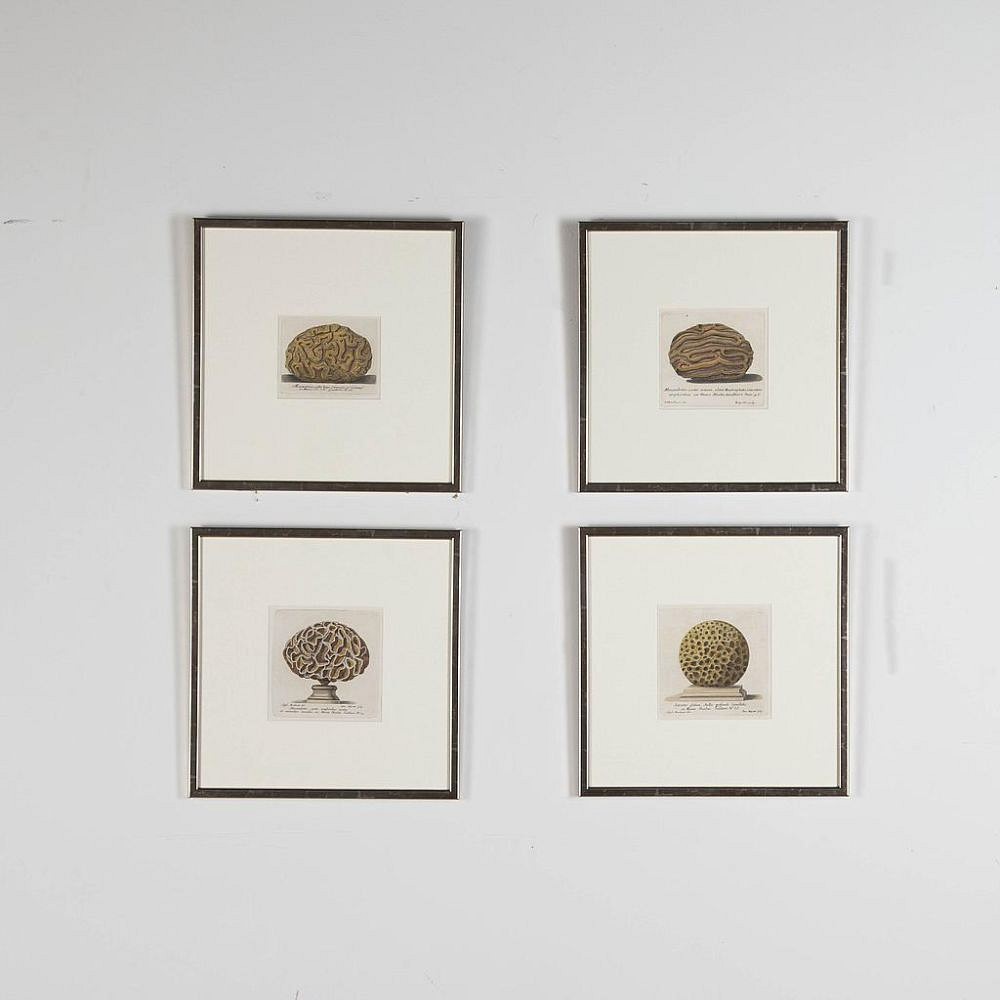 Set of Four 18th Century Coral Engravings by Nicolai Gualtieri WD9023271