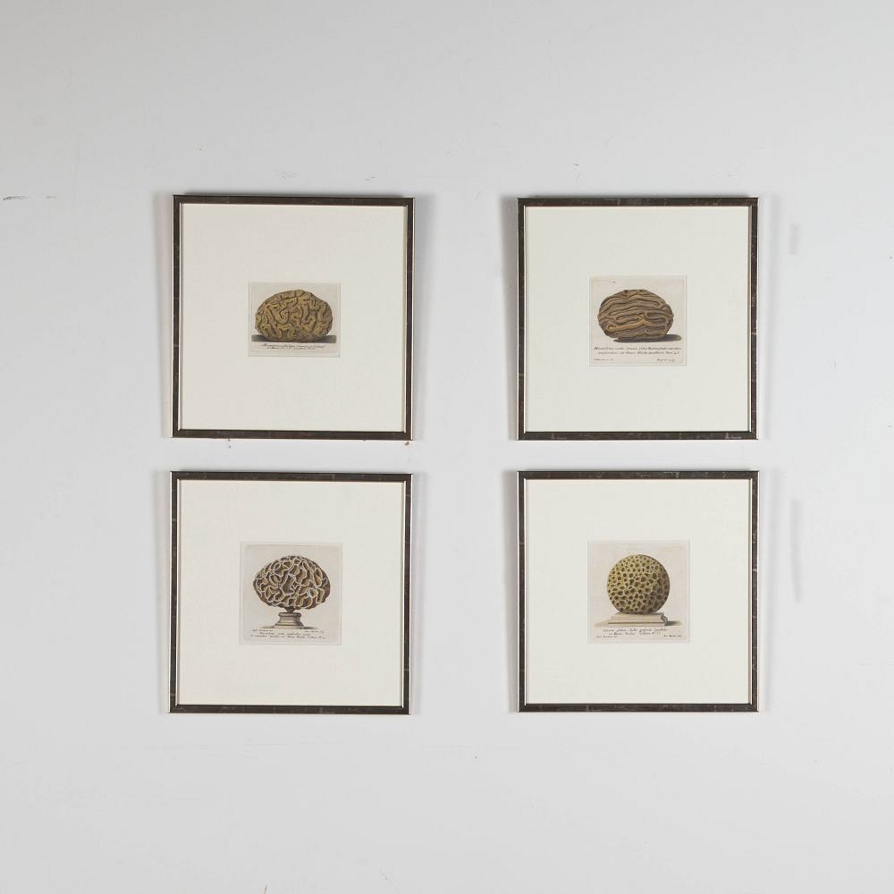 Set of Four 18th Century Coral Engravings by Nicolai Gualtieri WD9023271