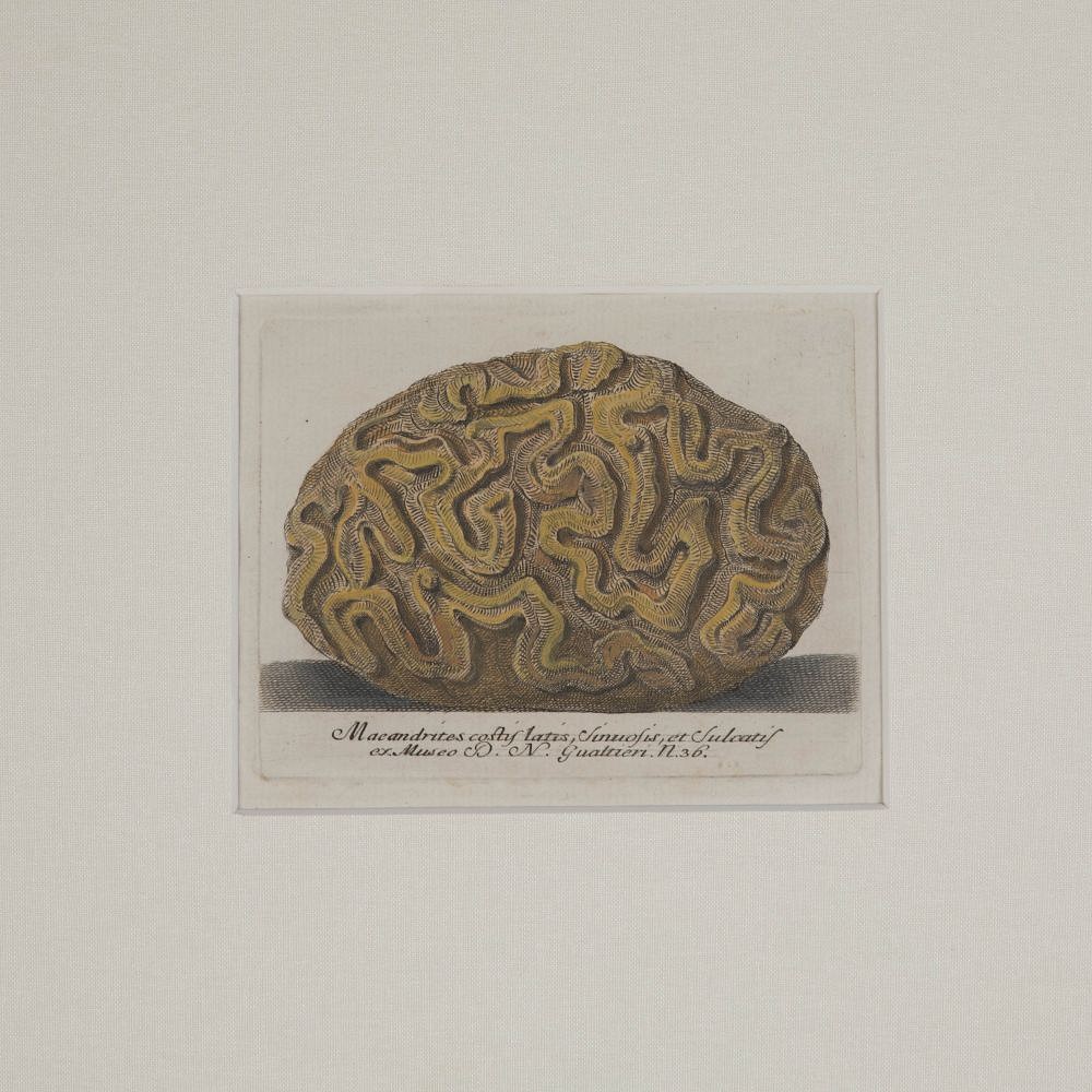 Set of Four 18th Century Coral Engravings by Nicolai Gualtieri WD9023271