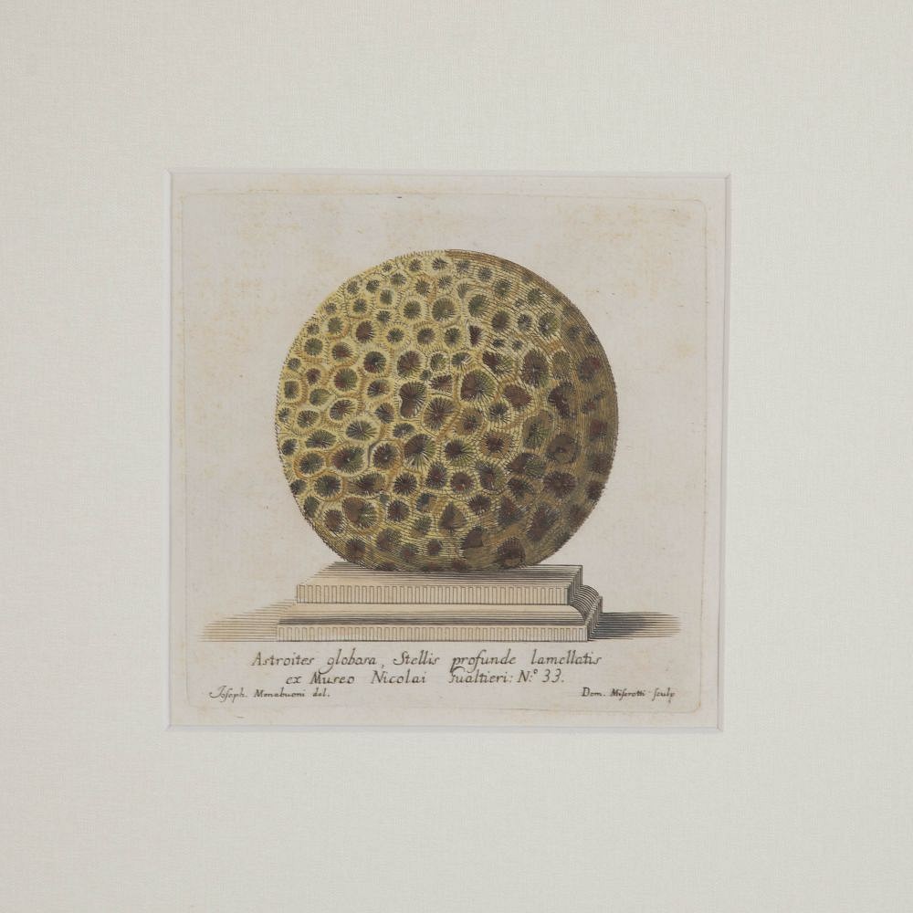 Set of Four 18th Century Coral Engravings by Nicolai Gualtieri WD9023271