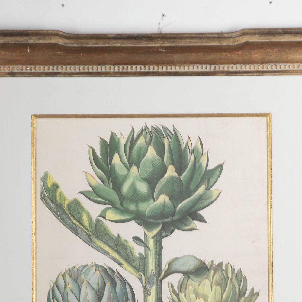 20th Century Print of Basilius Besler Artichokes WD9031035