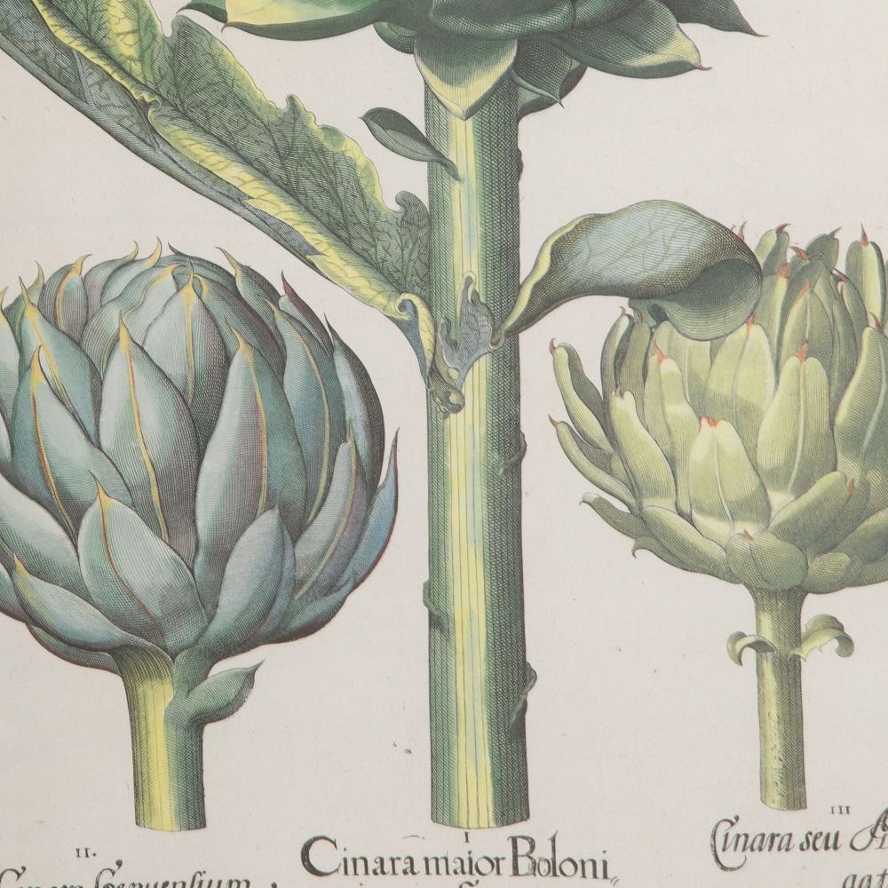 20th Century Print of Basilius Besler Artichokes WD9031035