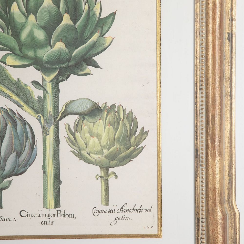 20th Century Print of Basilius Besler Artichokes WD9031035