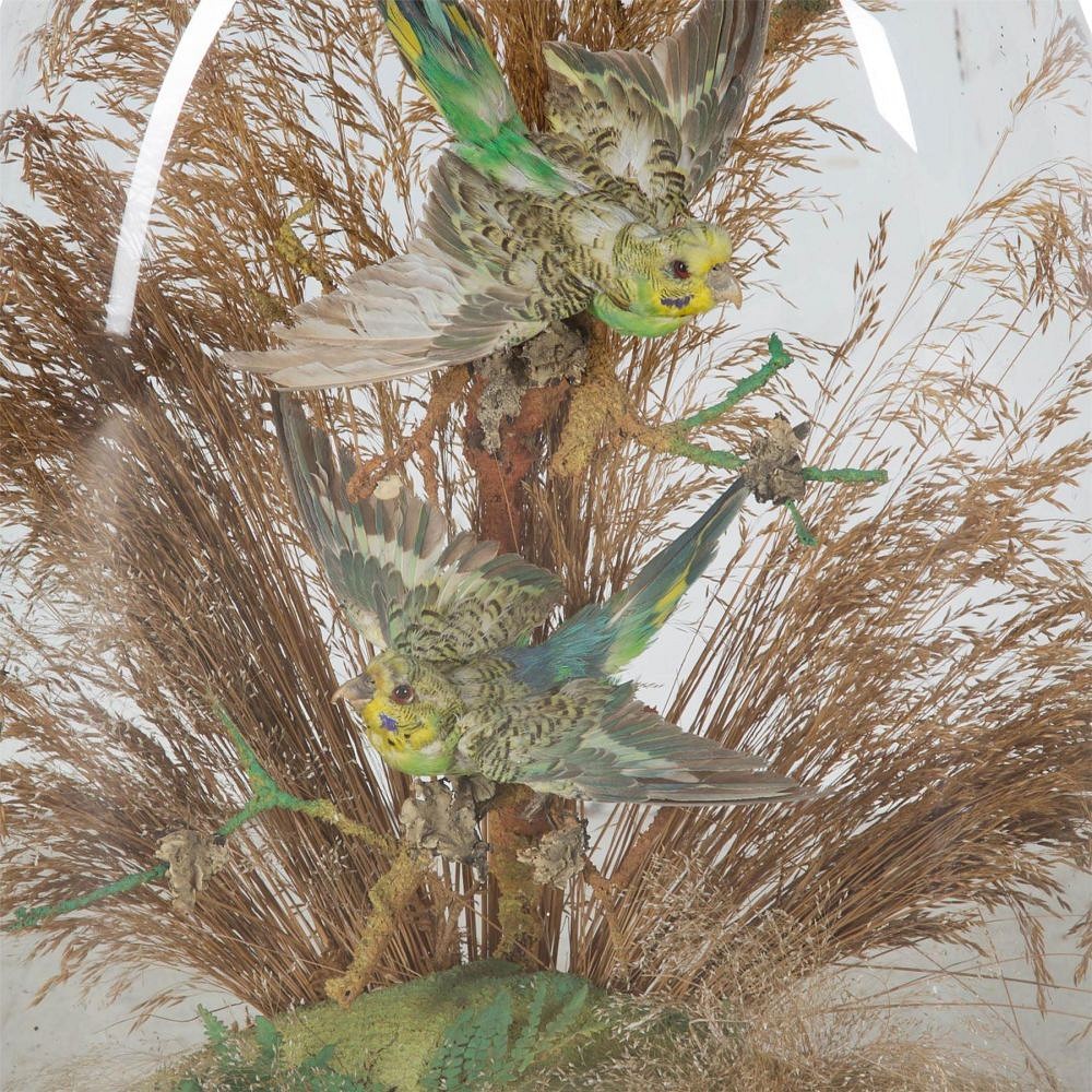 A pair of exotic taxidermy birds DA289192
