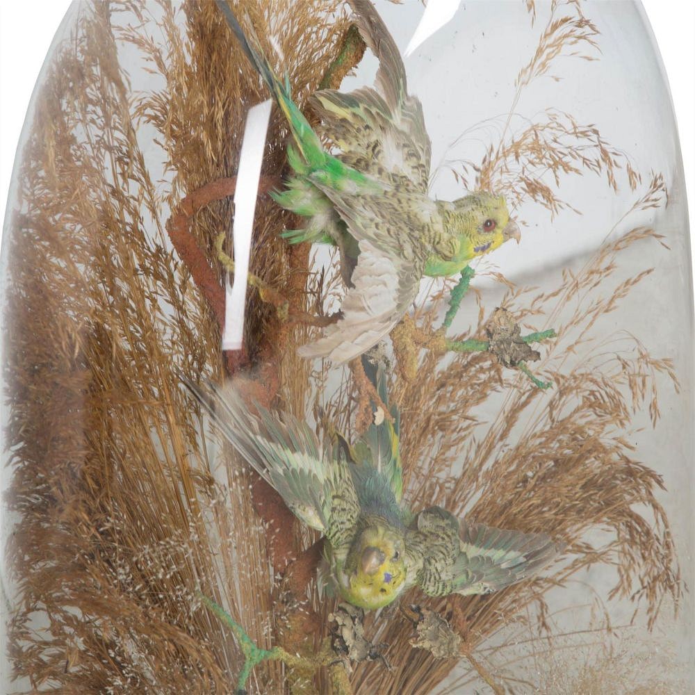 A pair of exotic taxidermy birds DA289192