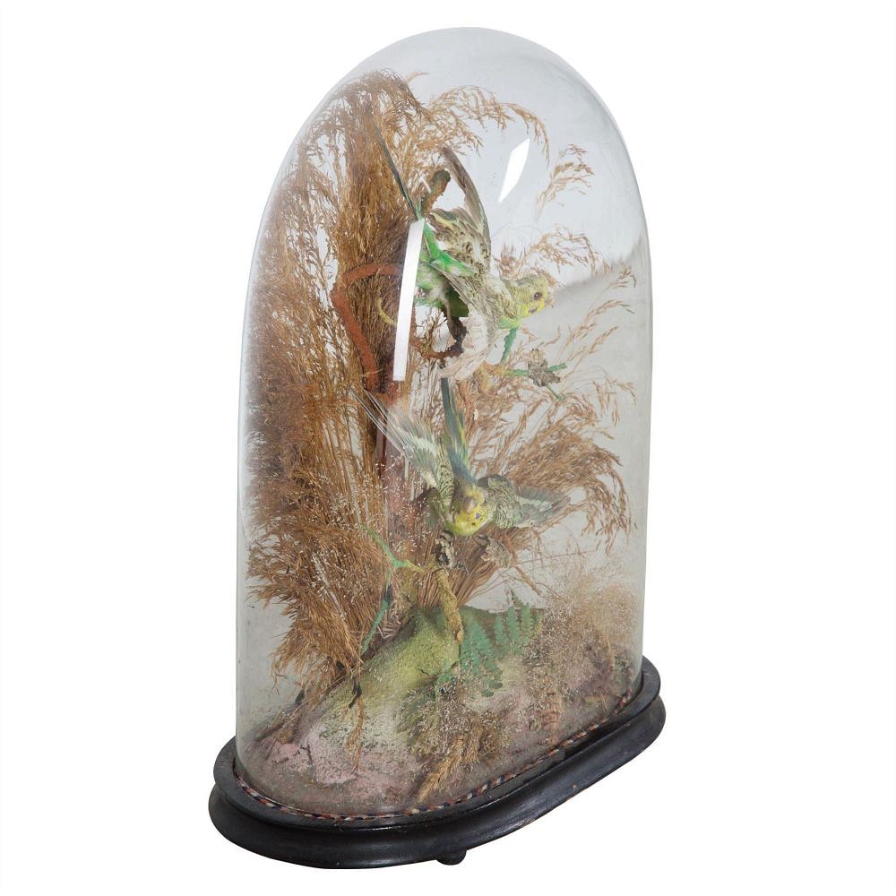 A pair of exotic taxidermy birds DA289192