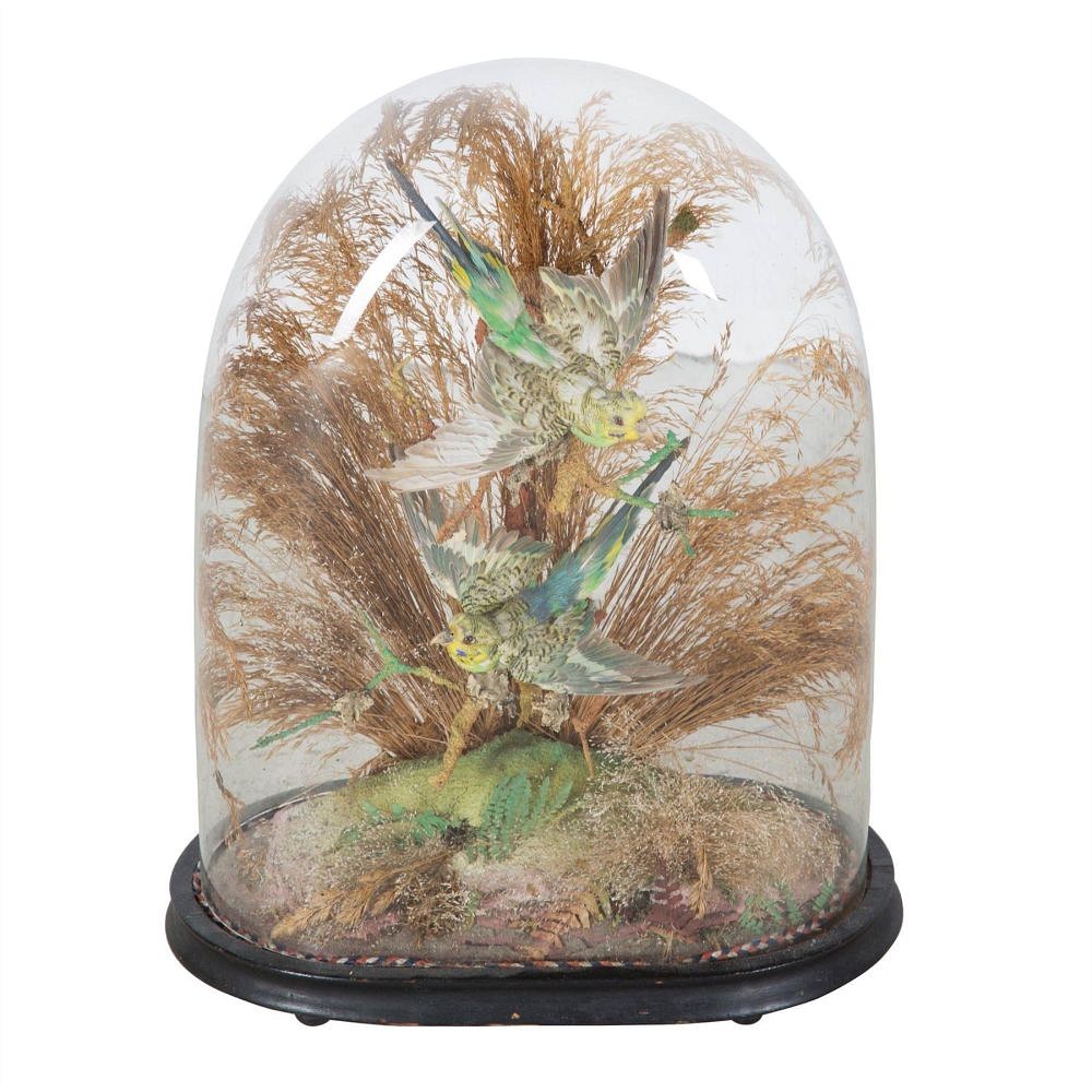 A pair of exotic taxidermy birds DA289192