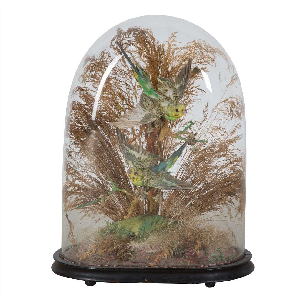 A pair of exotic taxidermy birds DA289192