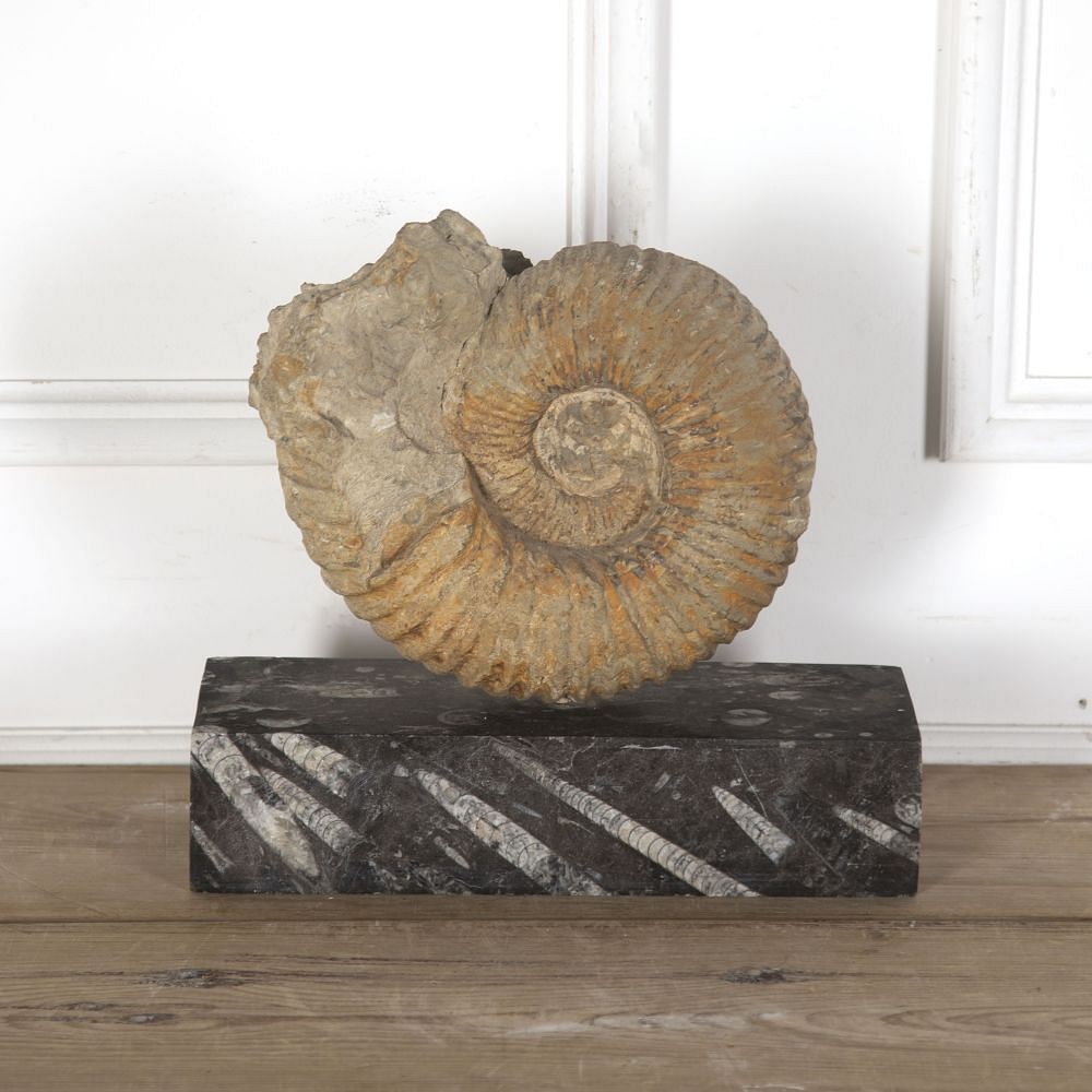 Moroccan Ammonite Fossil DA289157