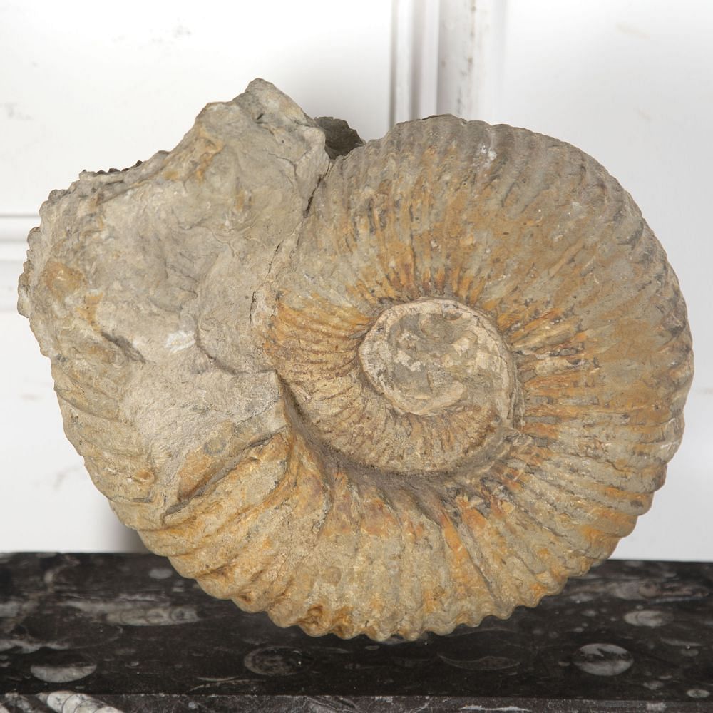 Moroccan Ammonite Fossil DA289157
