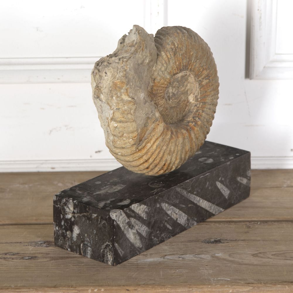 Moroccan Ammonite Fossil DA289157