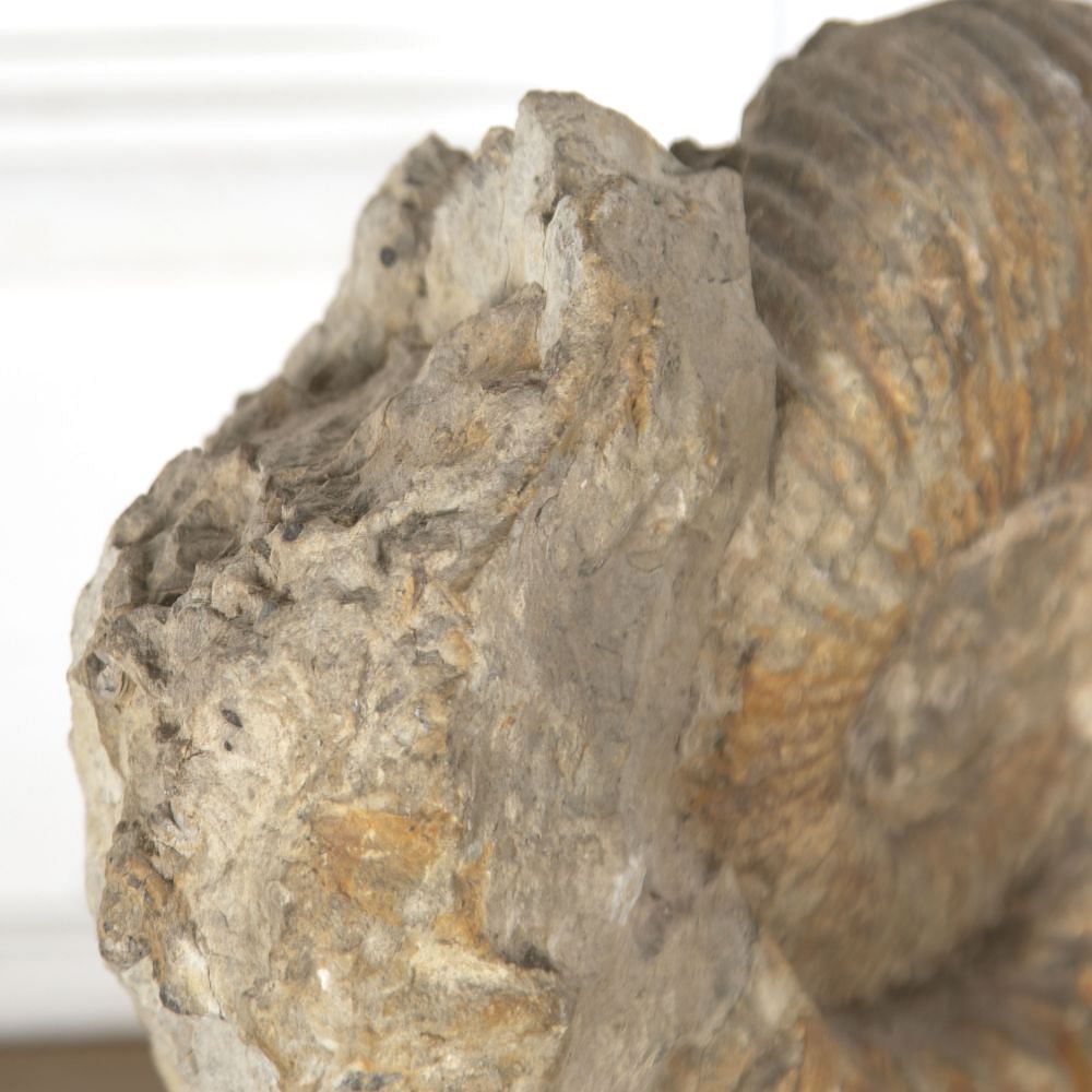 Moroccan Ammonite Fossil DA289157