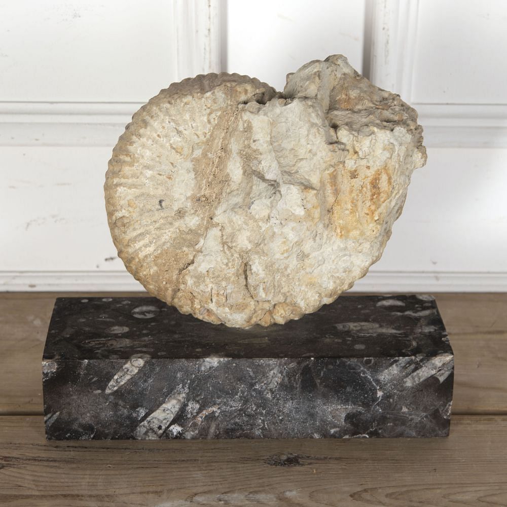Moroccan Ammonite Fossil DA289157