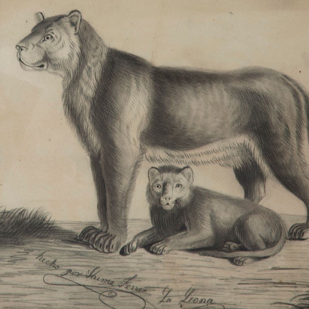 Pair of 19th Century Etchings Of A Lion And A Tiger WD6011506