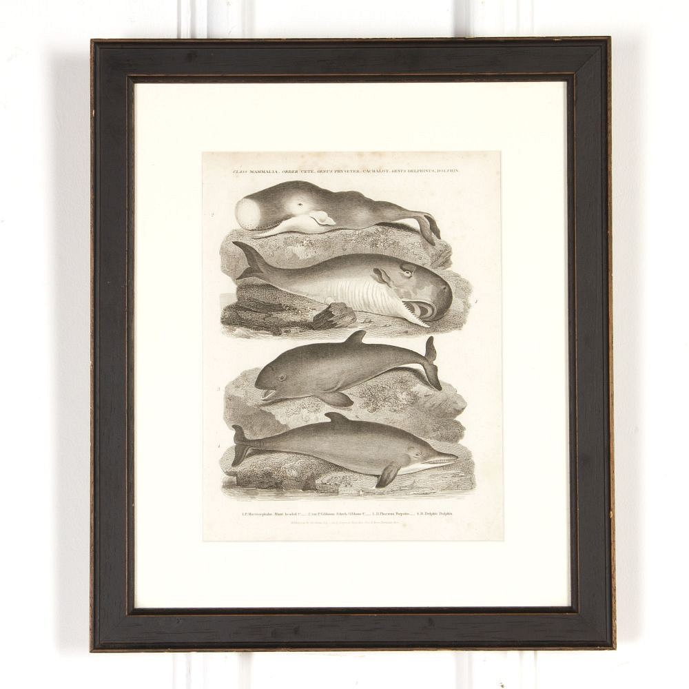 19th Century Monochrome Print of Whales WD3718067