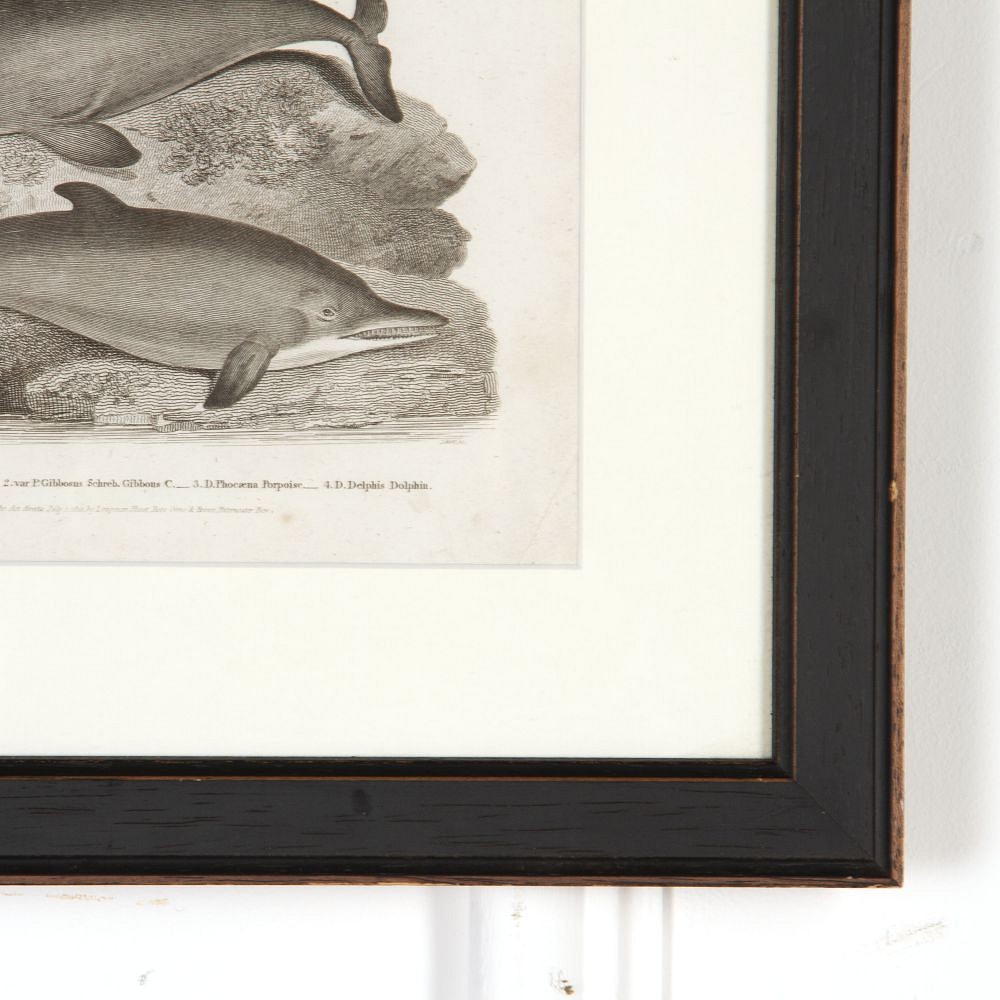19th Century Monochrome Print of Whales WD3718067