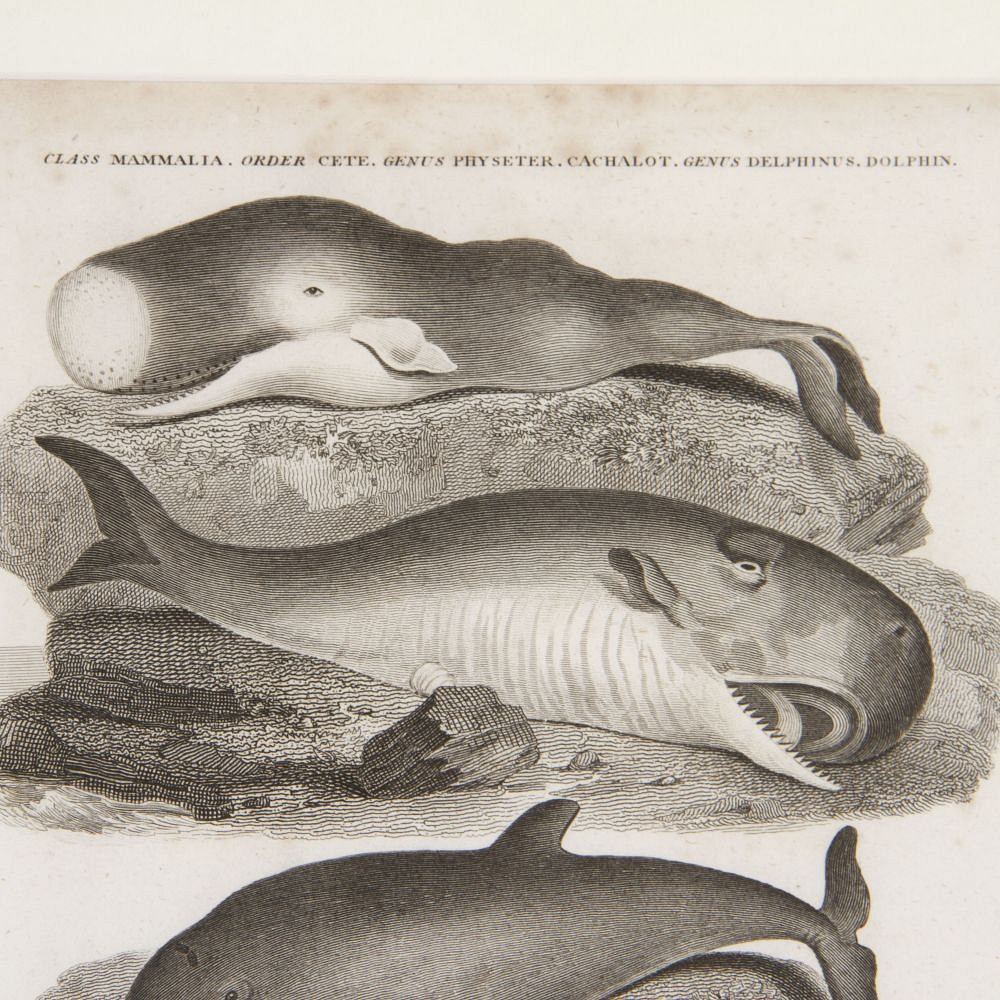 19th Century Monochrome Print of Whales WD3718067
