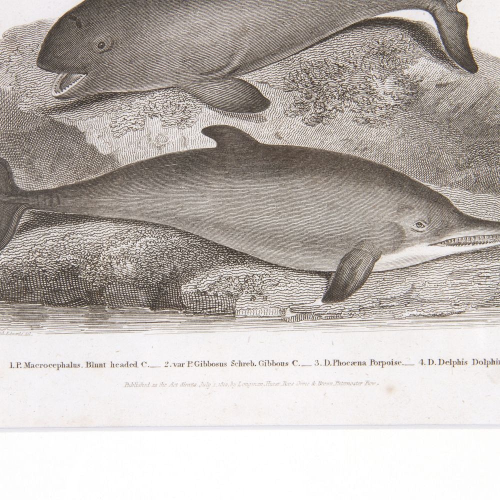 19th Century Monochrome Print of Whales WD3718067