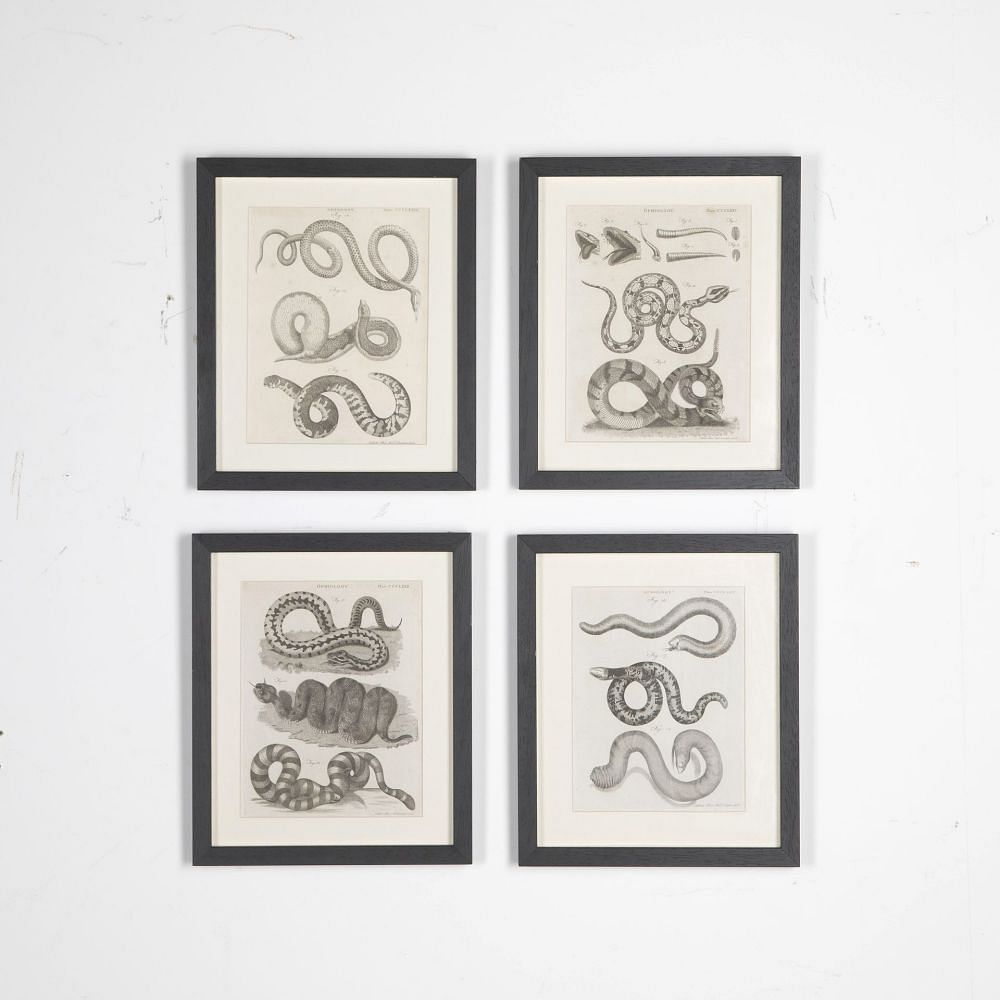 Set of 18th Century Georgian Anatomical Engravings WD3730858