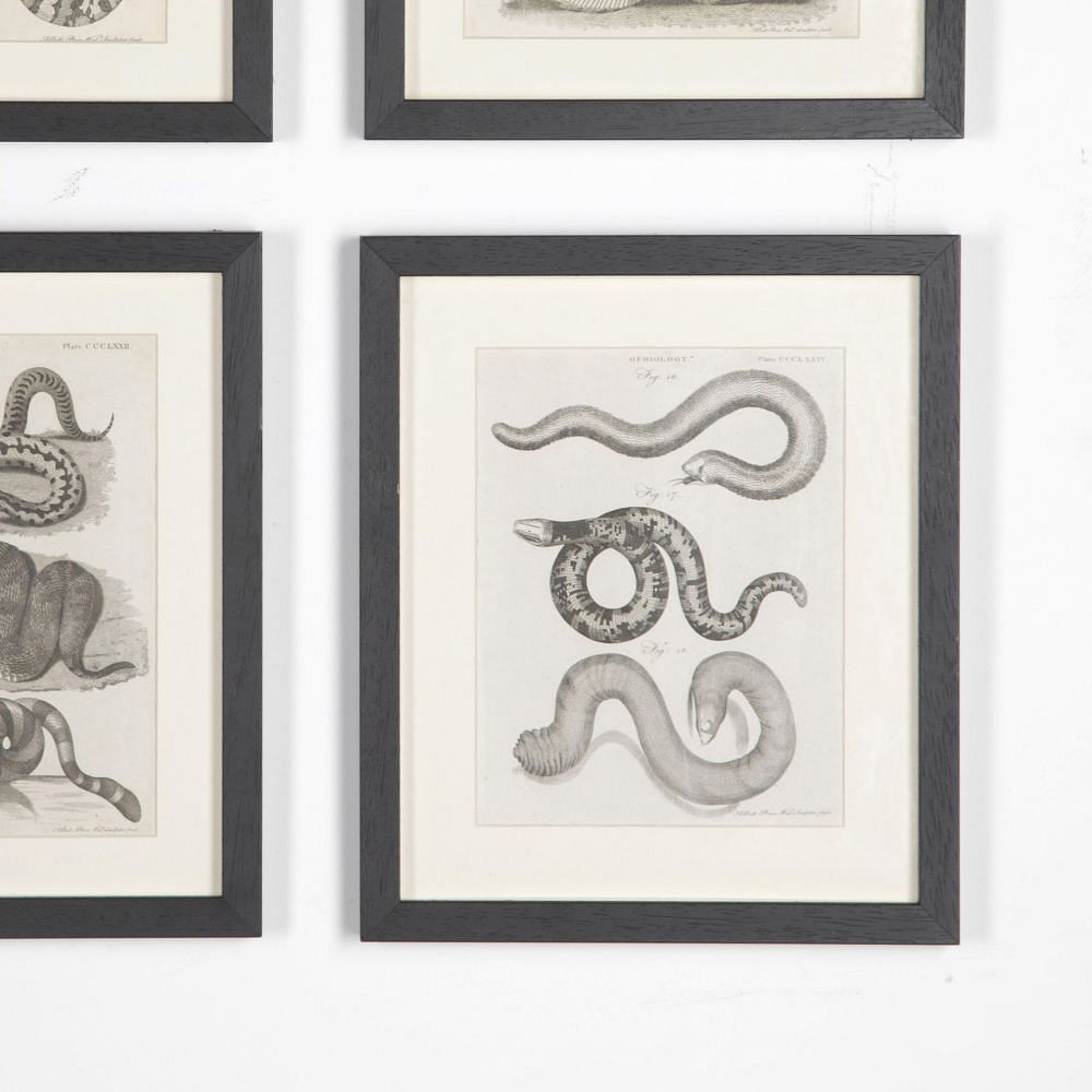 Set of 18th Century Georgian Anatomical Engravings WD3730858