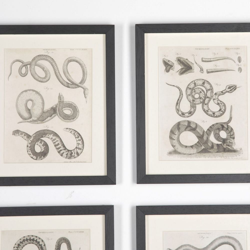 Set of 18th Century Georgian Anatomical Engravings WD3730858