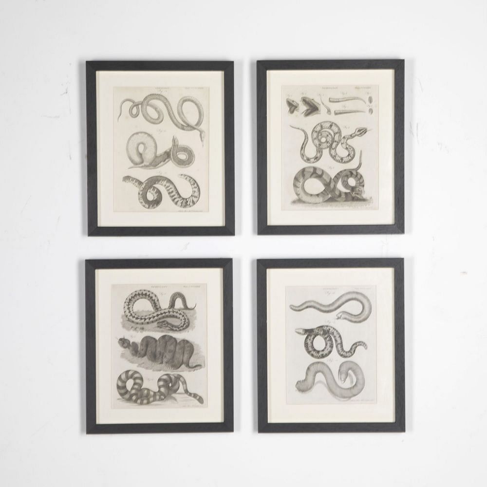Set of 18th Century Georgian Anatomical Engravings WD3730858