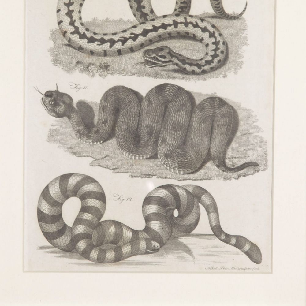 Set of 18th Century Georgian Anatomical Engravings WD3730858