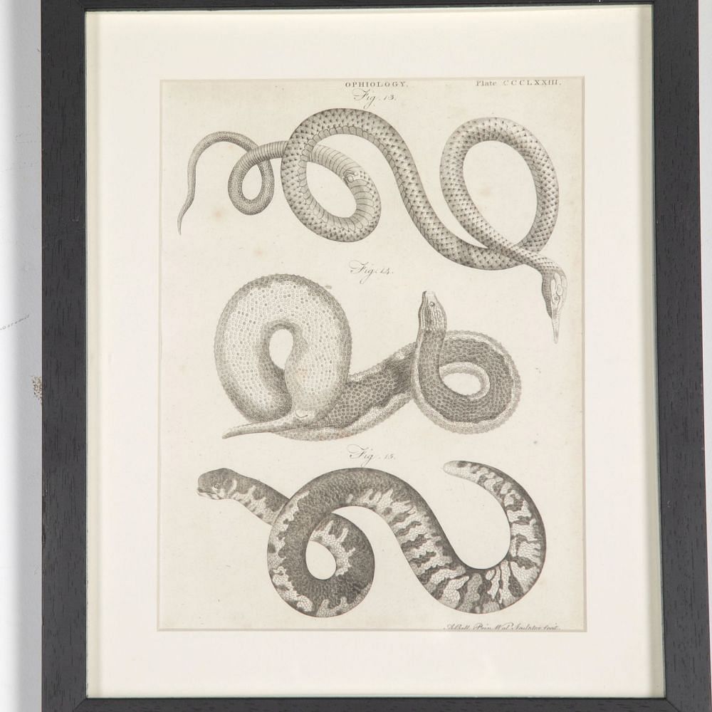 Set of 18th Century Georgian Anatomical Engravings WD3730858