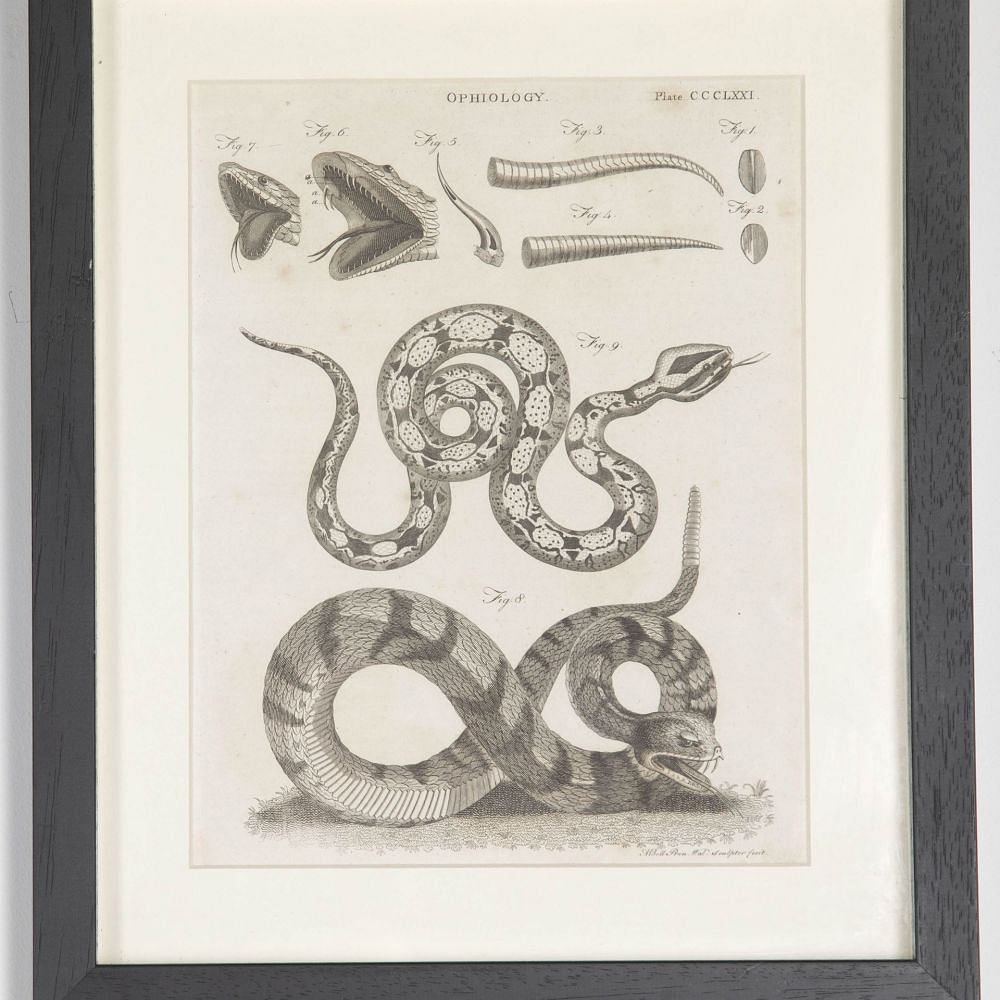 Set of 18th Century Georgian Anatomical Engravings WD3730858