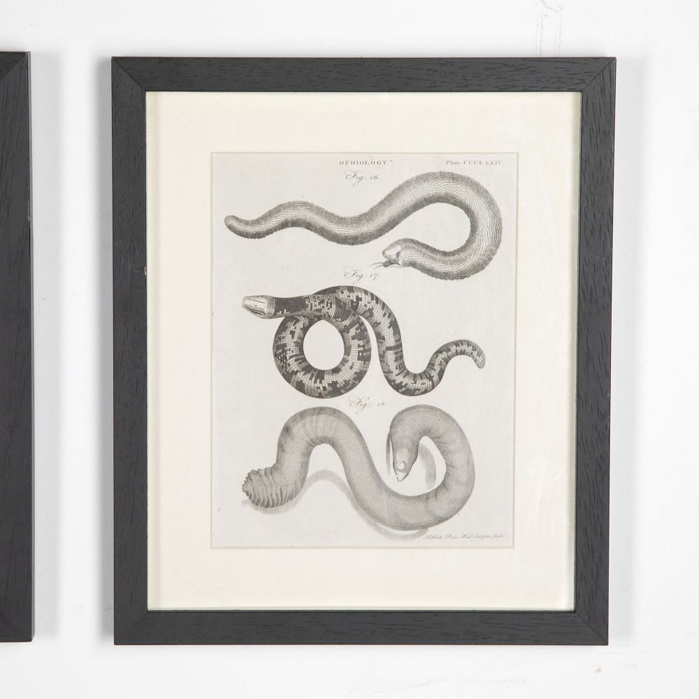 Set of 18th Century Georgian Anatomical Engravings WD3730858