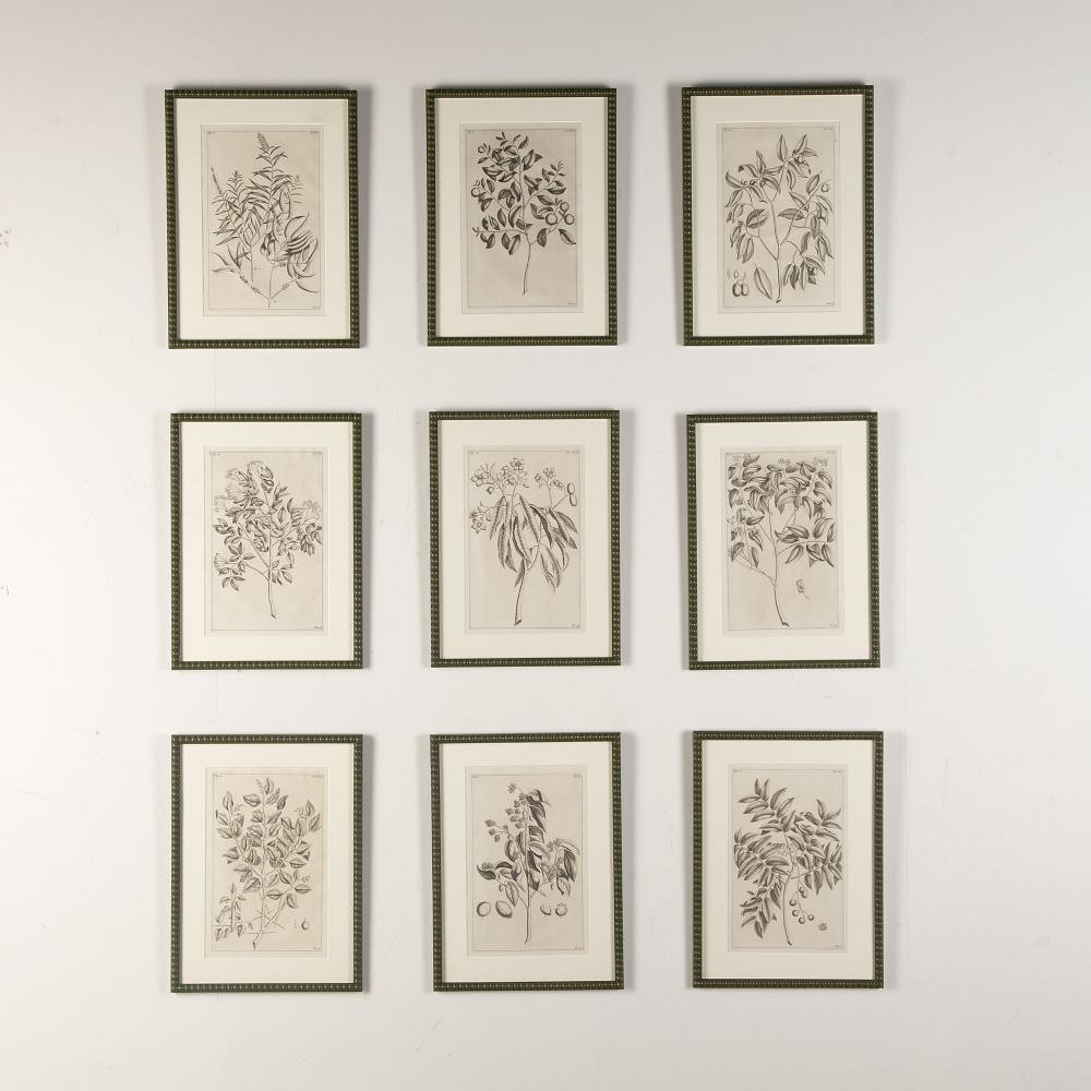 Set of Nine 18th Century George Eberhard Botanical Engravings WD9019754