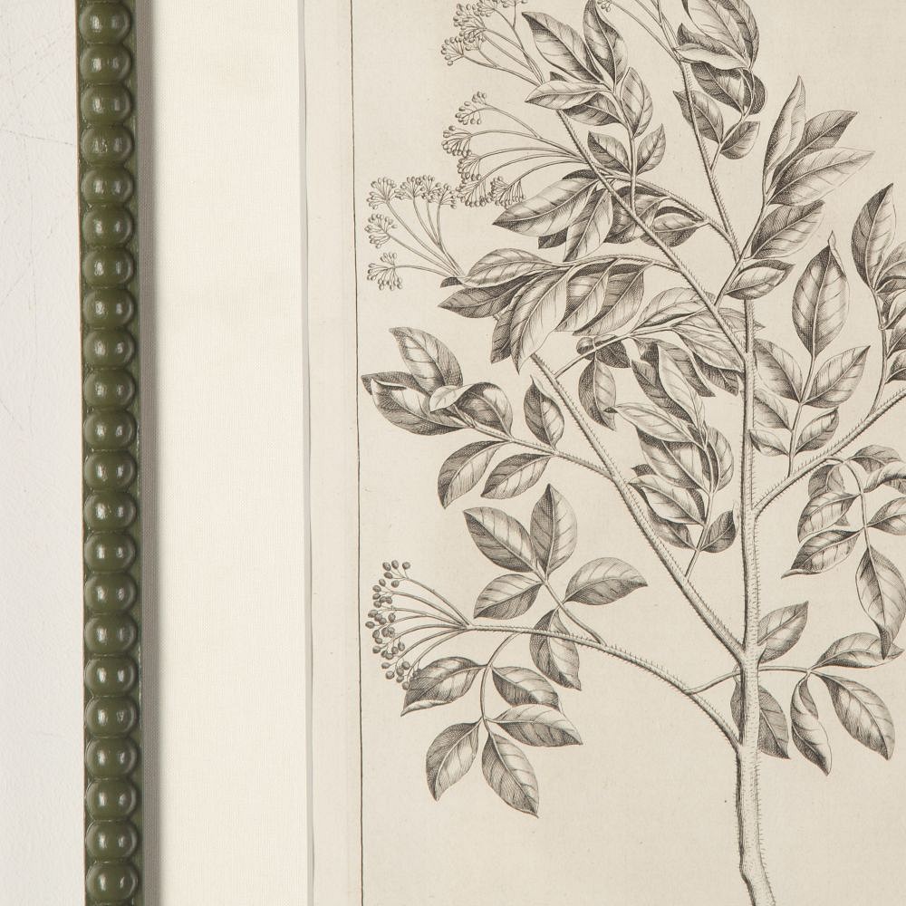 Set of Nine 18th Century George Eberhard Botanical Engravings WD9019754