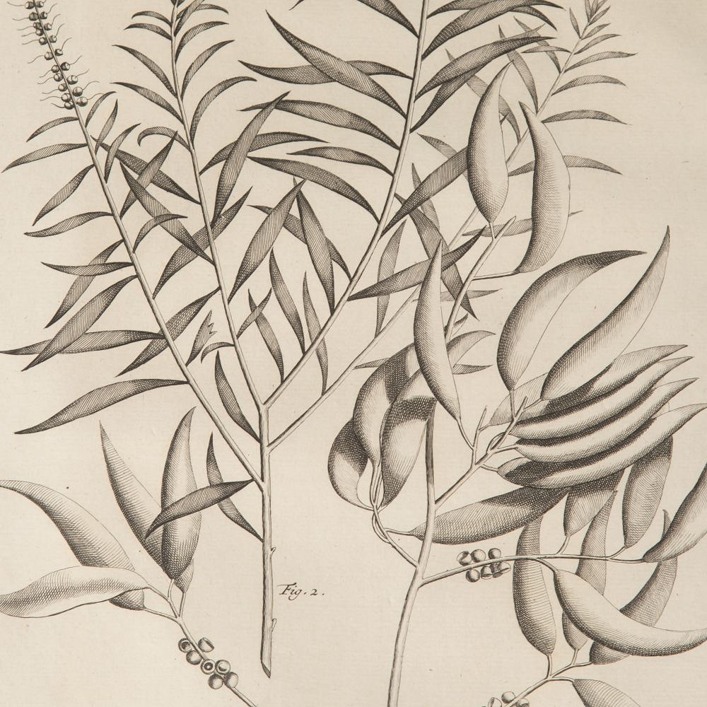 Set of Nine 18th Century George Eberhard Botanical Engravings WD9019754