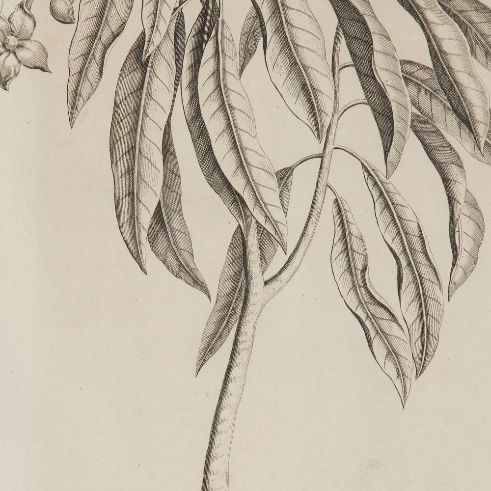 Set of Nine 18th Century George Eberhard Botanical Engravings WD9019754