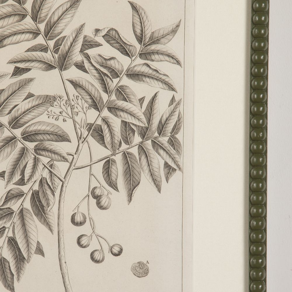 Set of Nine 18th Century George Eberhard Botanical Engravings WD9019754