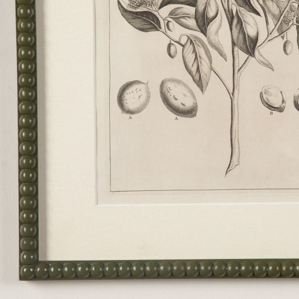Set of Nine 18th Century George Eberhard Botanical Engravings WD9019754