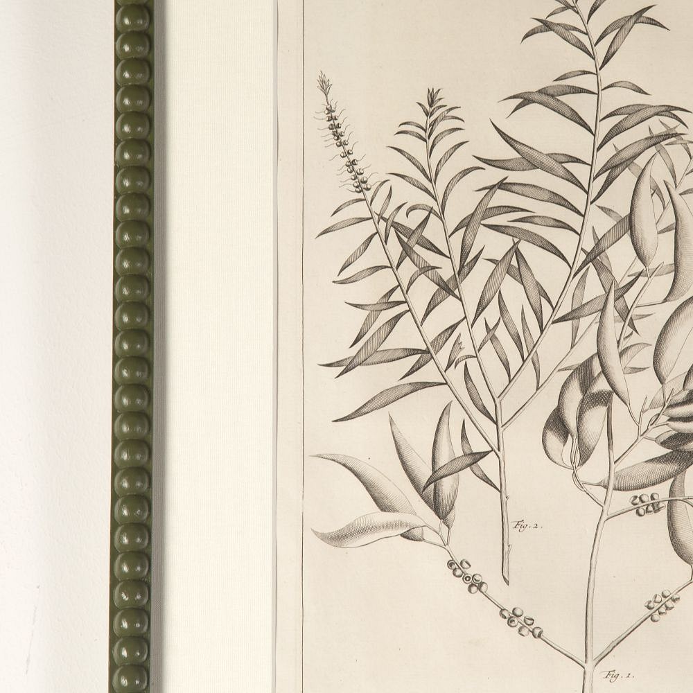 Set of Nine 18th Century George Eberhard Botanical Engravings WD9019754