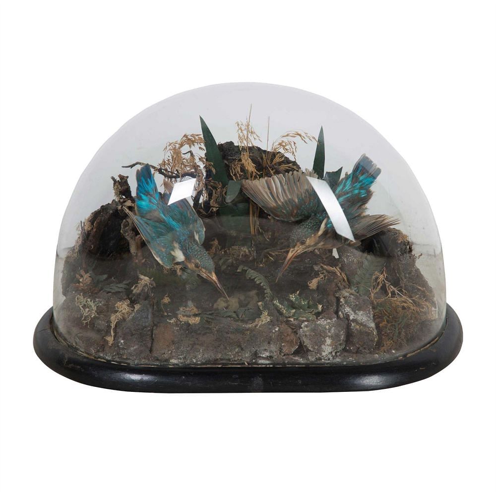 Taxidermy Kingfishers DA2812865