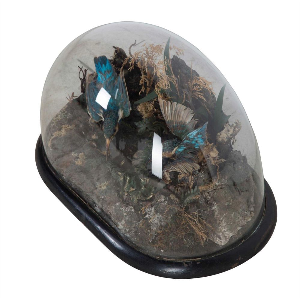 Taxidermy Kingfishers DA2812865