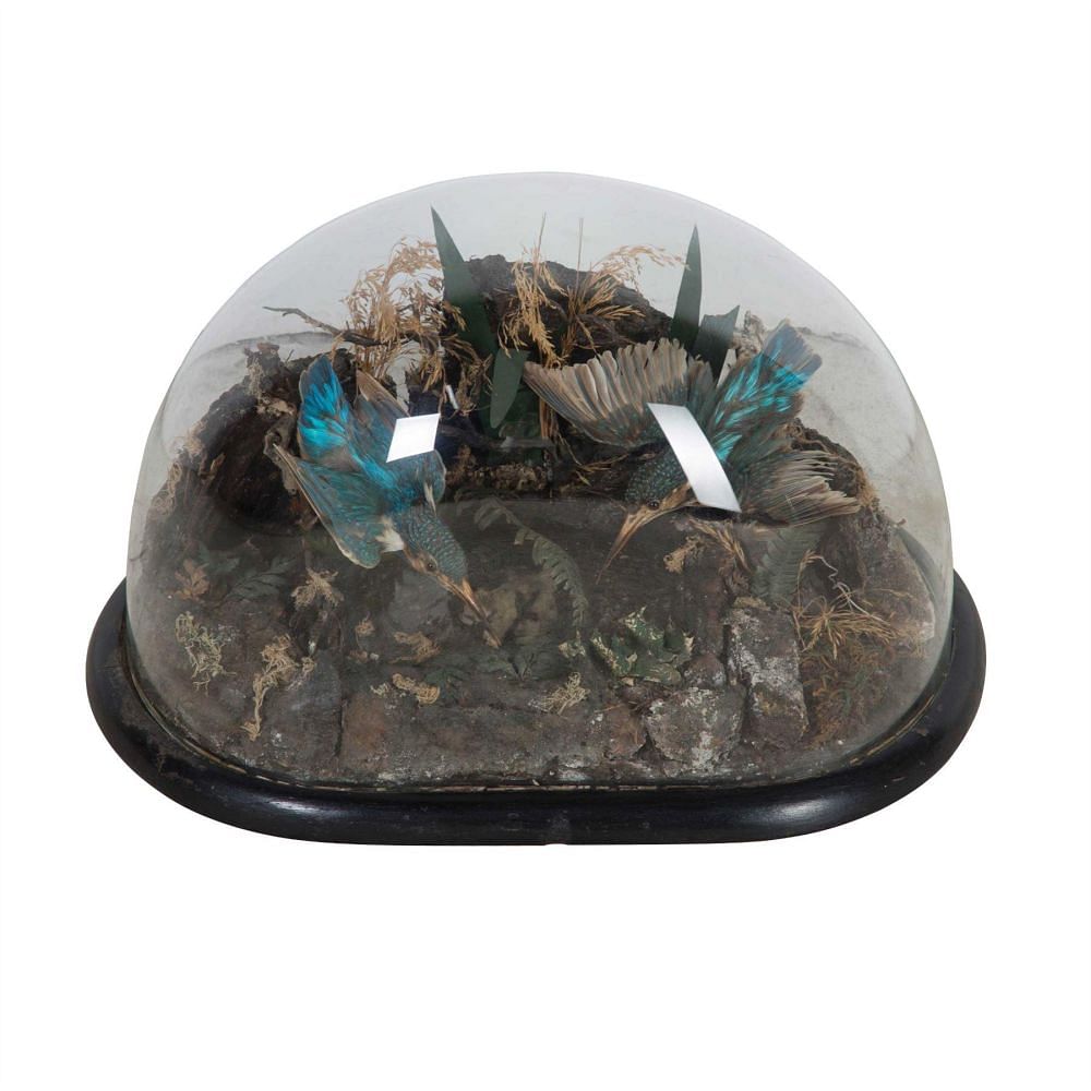 Taxidermy Kingfishers DA2812865