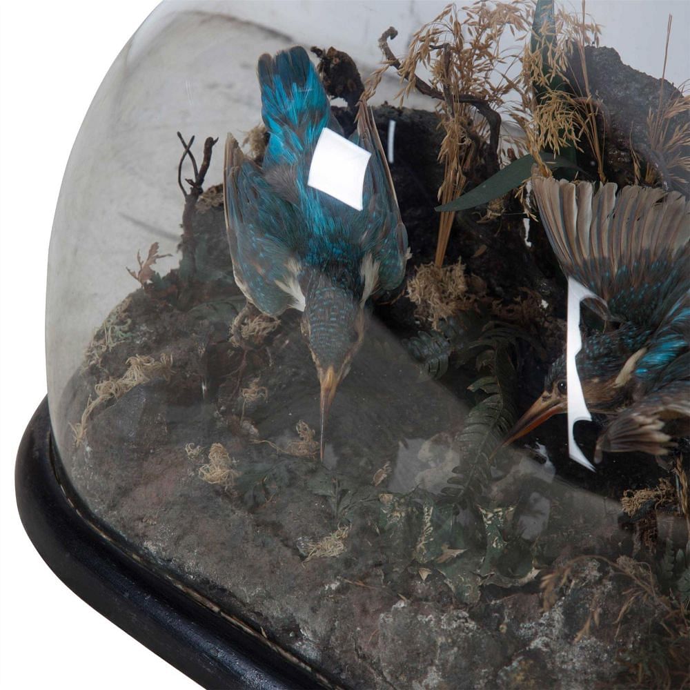 Taxidermy Kingfishers DA2812865