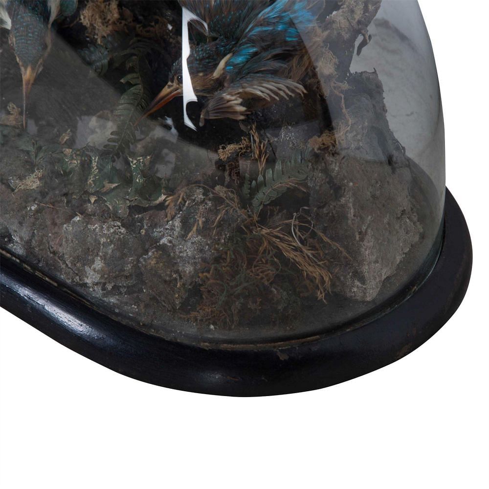 Taxidermy Kingfishers DA2812865