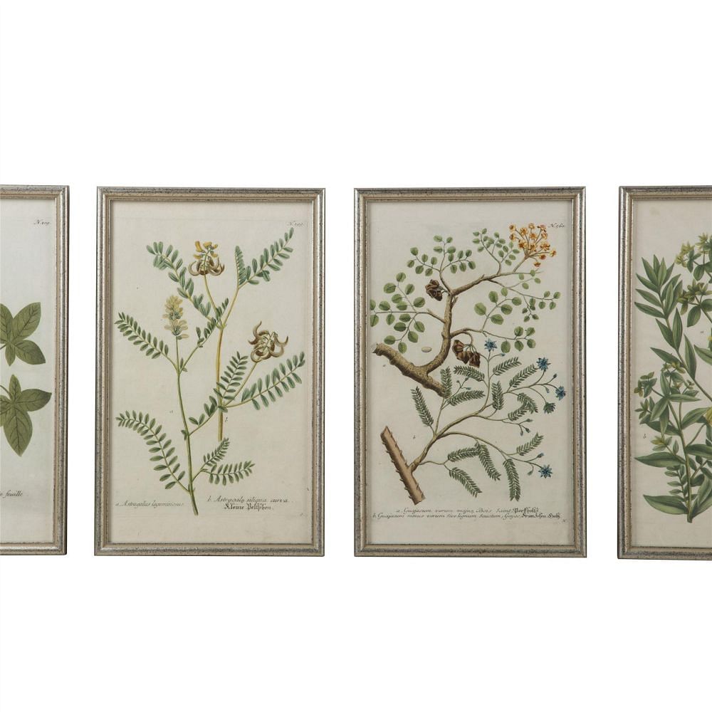 Set of 18th Century Botanical Engravings by Johann Wilhelm Weinmann WD6159843