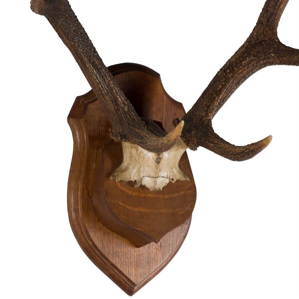 19th Century Antlers DA107501