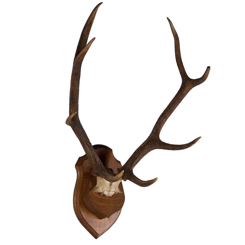 19th Century Antlers DA107501