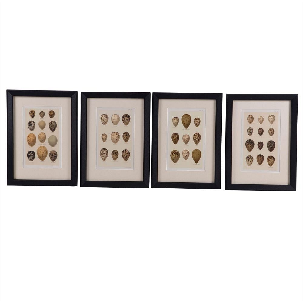 Set of Twelve 19th Century Chromolithographs of Eggs WD6060672