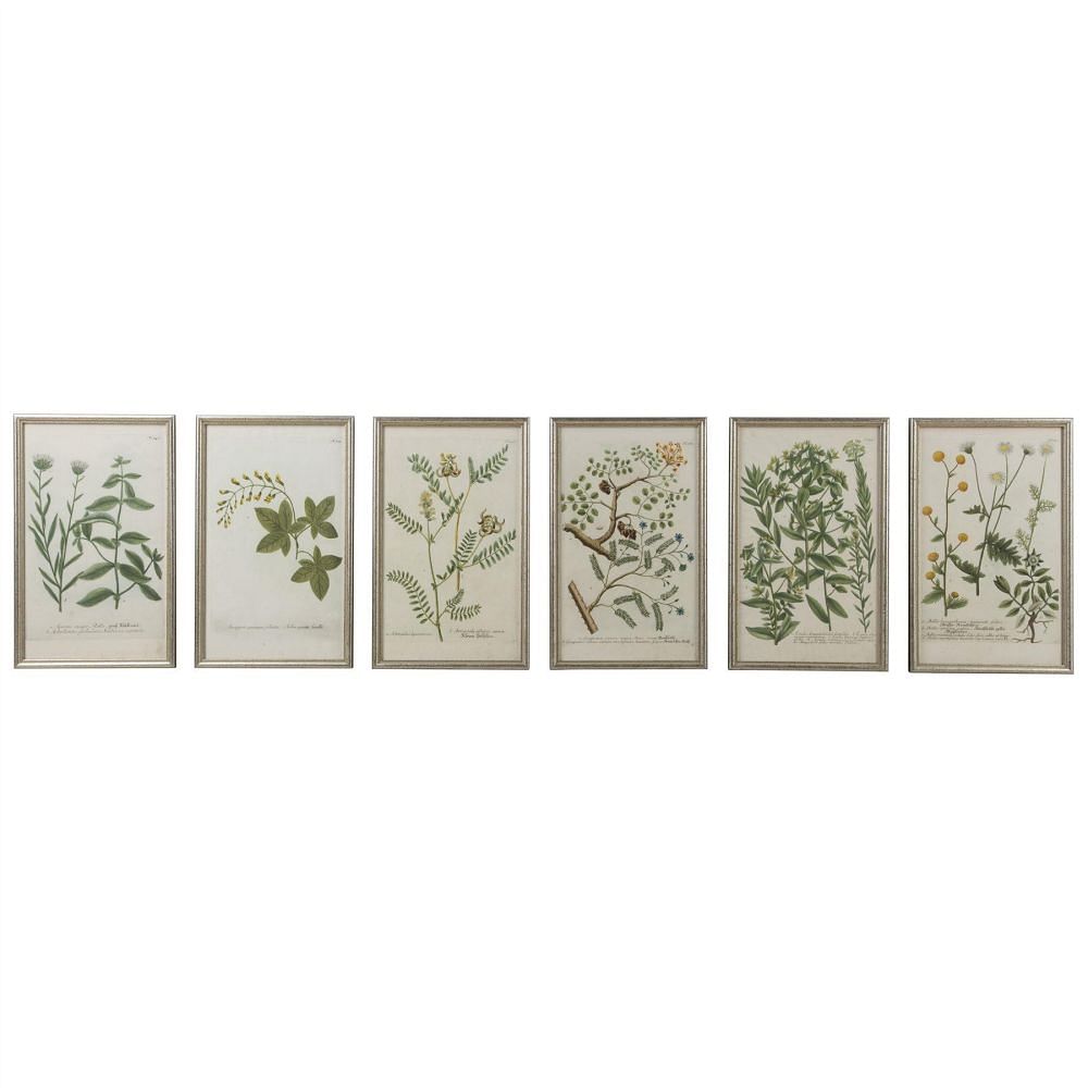 Set of 18th Century Botanical Engravings by Johann Wilhelm Weinmann WD6159843