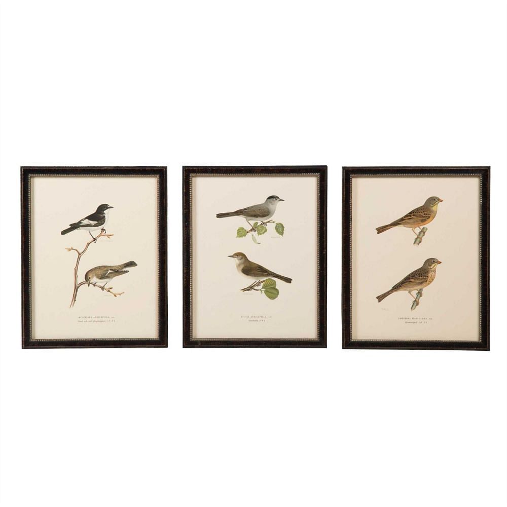 Collection of Swedish Birds WD6057545